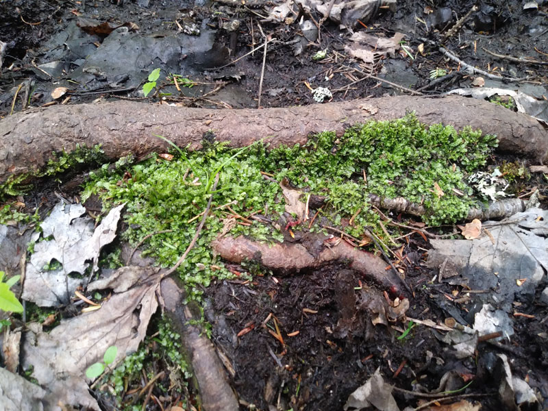 Calypogeia neogaea